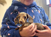 Miniature dachshund looking for her new home