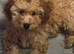 Ad &ndash; Cockapoo Puppy for Sale