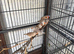 Baby zebra finches