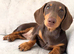 Female Minature Dachshund for sale