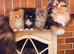 Rare Munchkin Minuet (Persian Munchkin) Kittens