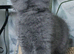 Blue and Blue Golden British shorthair