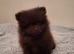 FEMALE chocolate  Pomeranin NOW READY