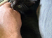 Kittens for sale