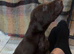GSP puppies available to reserve