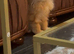 1 Persian kitten 1 British shorthair hair kitten