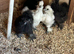 Silkies x5