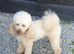 Proven toy poodle stud