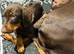 Male Doberman Puppy Available – Looking for the Right Home
