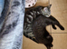 3 month old kittens