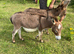 Mediterranean mini donkeys