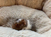 Swiss guinea pigs for sale