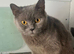 British cats