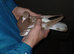 Chocolate Melueman Racing Pigeons RPRA Rung 3