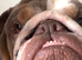 British bulldog pedigree 5 gen papers