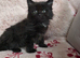 2 Boy Maine Coon Cross Kittens READY TO LEAVE
