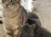 Beautiful British shorthair x kittens for rehoming