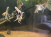Angel fish