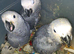 Baby African grey parrots