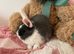 Mini lops ready now