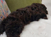 Fully Vaccinated Chocolate Cockapoo Girl