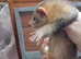 Semi angroa  kits