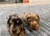 Last Male Miniature Dachshund puppy