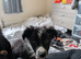 14 week old male border collie
