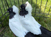 2 pairs of fancy English Nun pigeons