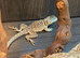 Male Collard Lizard at Birmingham Reptiles