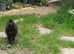 House trained black Pomeranian boy ready to leave