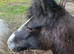 Stunning 2 year old gelding
