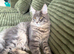 Gorgeous Blue Silver Tabby Maine Coon Boy Looking for His Perfect Home