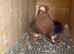 JDB pigeon
