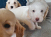 Gorgeous Cockapoo pups