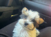 Biewer terrier