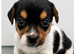 Jack Russell Puppies