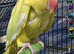 Female Yellow Indian Ringneck