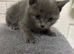 British blue kittens