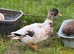 Call duck pairs 2026 hatch