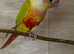 Green cheeked conours