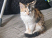 Ragdoll cross maincoon kittens