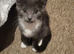 2 kittens