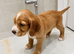 Cocker spaniel puppies