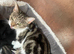 Tabby littens