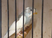 Budgies
