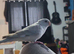 Female red rump