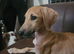4 lurcher puppies