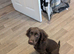 Sprocker Spaniel Looking for New Home