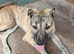 wheaton bull terrier